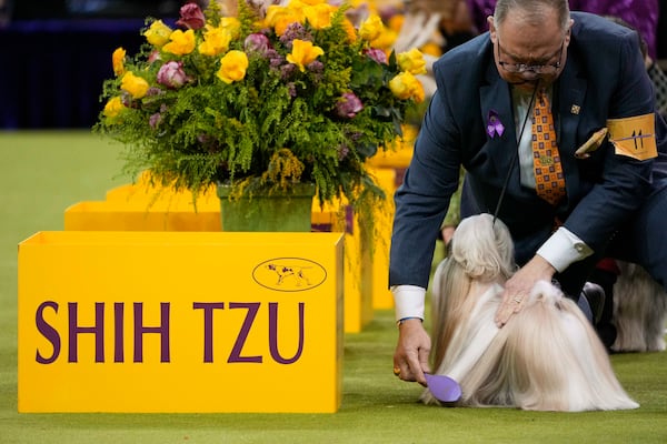 A handler brushes Comet, a Shih Tzu, in the best in show competition during the 149th Westminster Kennel Club Dog show, Tuesday, Feb. 11, 2025, in New York. (AP Photo/Julia Demaree Nikhinson)