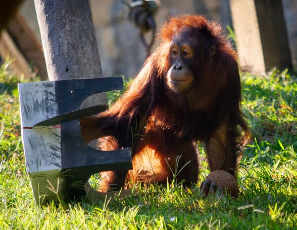 A Sumatran Orangutan plays with a cardboard toy in his habitat during Play the Animal Way and Vulture Awareness Day at Zoo Atlanta on Saturday, September 7, 2019. STEVE SCHAEFER / SPECIAL TO THE AJC