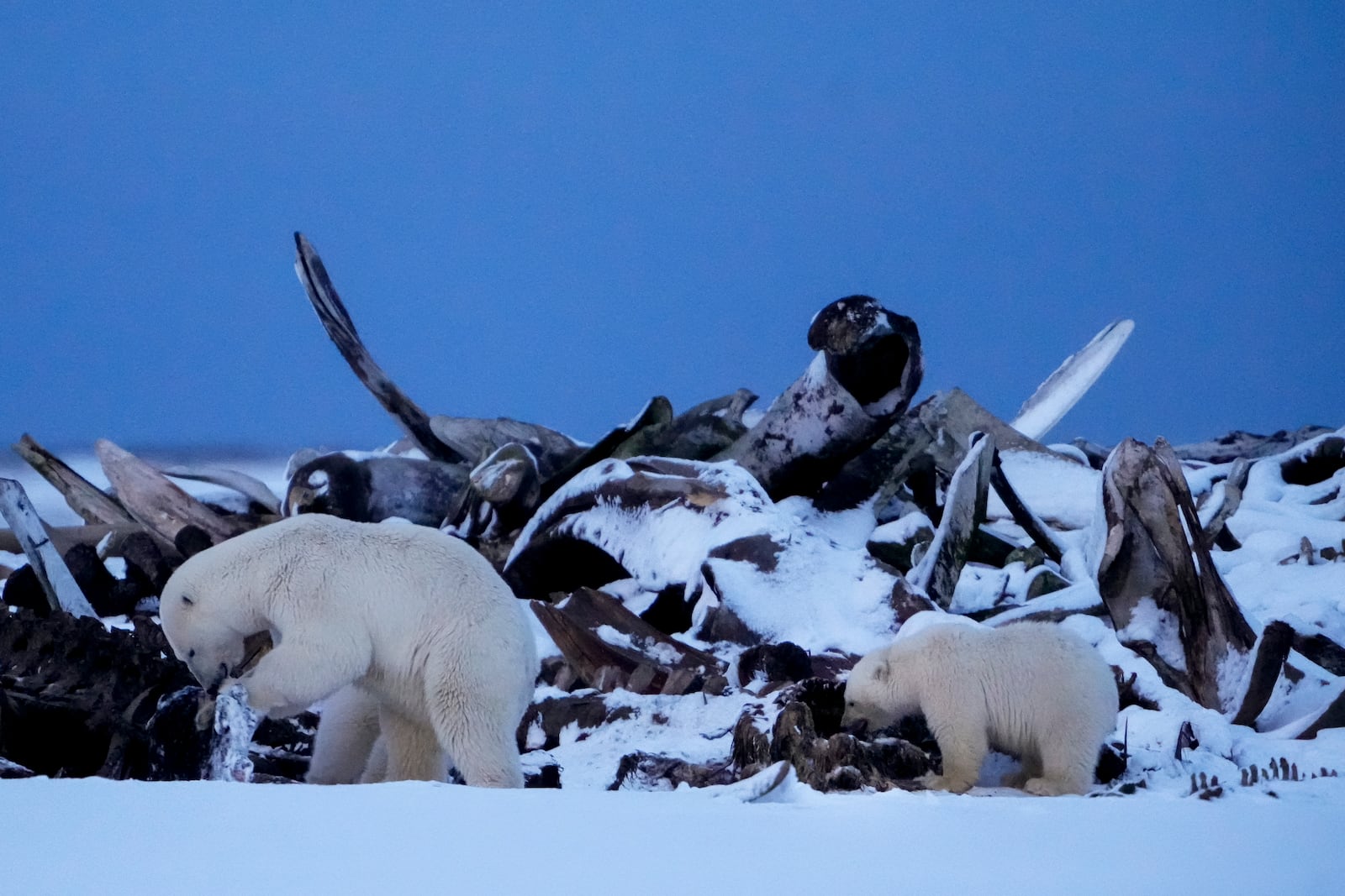 A polar bear and a cub search for scraps in a large pile of bowhead whale bones left from the village's subsistence hunting at the end of an unused airstrip near the village of Kaktovik, Alaska, Tuesday, Oct. 15, 2024. (AP Photo/Lindsey Wasson)