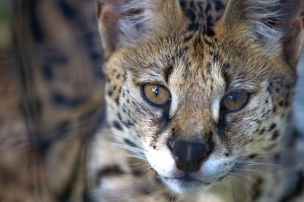 One of the cats watches the visitors walk by at the Yellow River Animal Sanctuary in Lilburn Friday, June 12, 2020. STEVE SCHAEFER FOR THE ATLANTA JOURNAL-CONSTITUTION