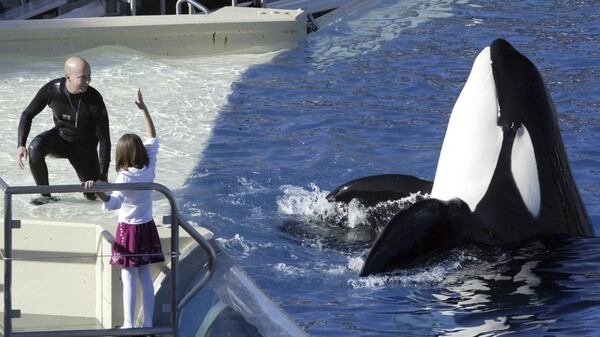 In this Nov. 26, 2006, file photo, SeaWorld Adventure Park trainer Ken Peters, left, looks to a killer whale during a performance at Shamu Stadium inside the theme park in San Diego. SeaWorld San Diego is ending its controversial and long-running killer whale show. The show that featured orcas cavorting with trainers and leaping high out of a pool ends Sunday, Jan. 8, 2017. (AP Photo/Bizuayehu Tesfaye, File)