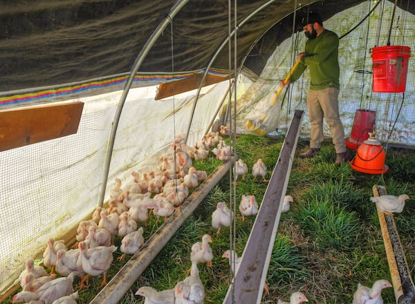 As the pasture enclosures are moved, a sweeper is essential for keeping the young birds moving forward in the enclosure to avoid harm to the birds. Farmhand Eli Friedman-Heiman takes on that duty here. Chris Hunt for The Atlanta Journal-Constitution