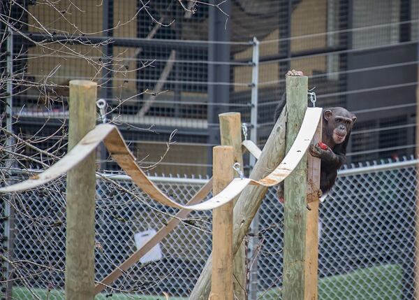 Emma climbs a firehouse structure in the Peachtree Habitat at Project Chimps chimpanzee sanctuary during her first trip outdoors. Image credit: Crystal Alba