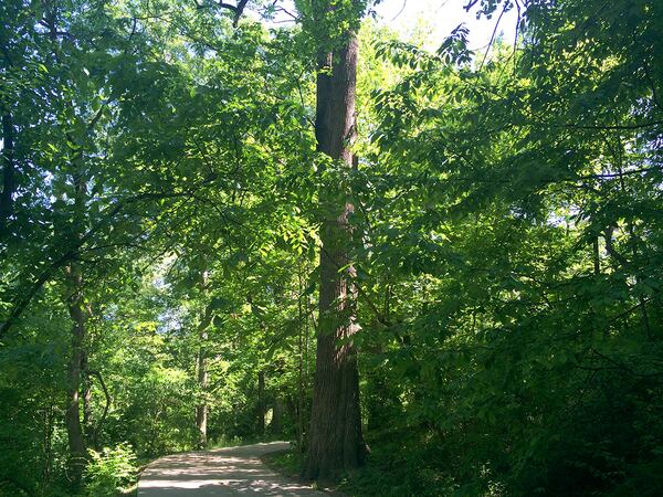 The Tanyard Park White Ash