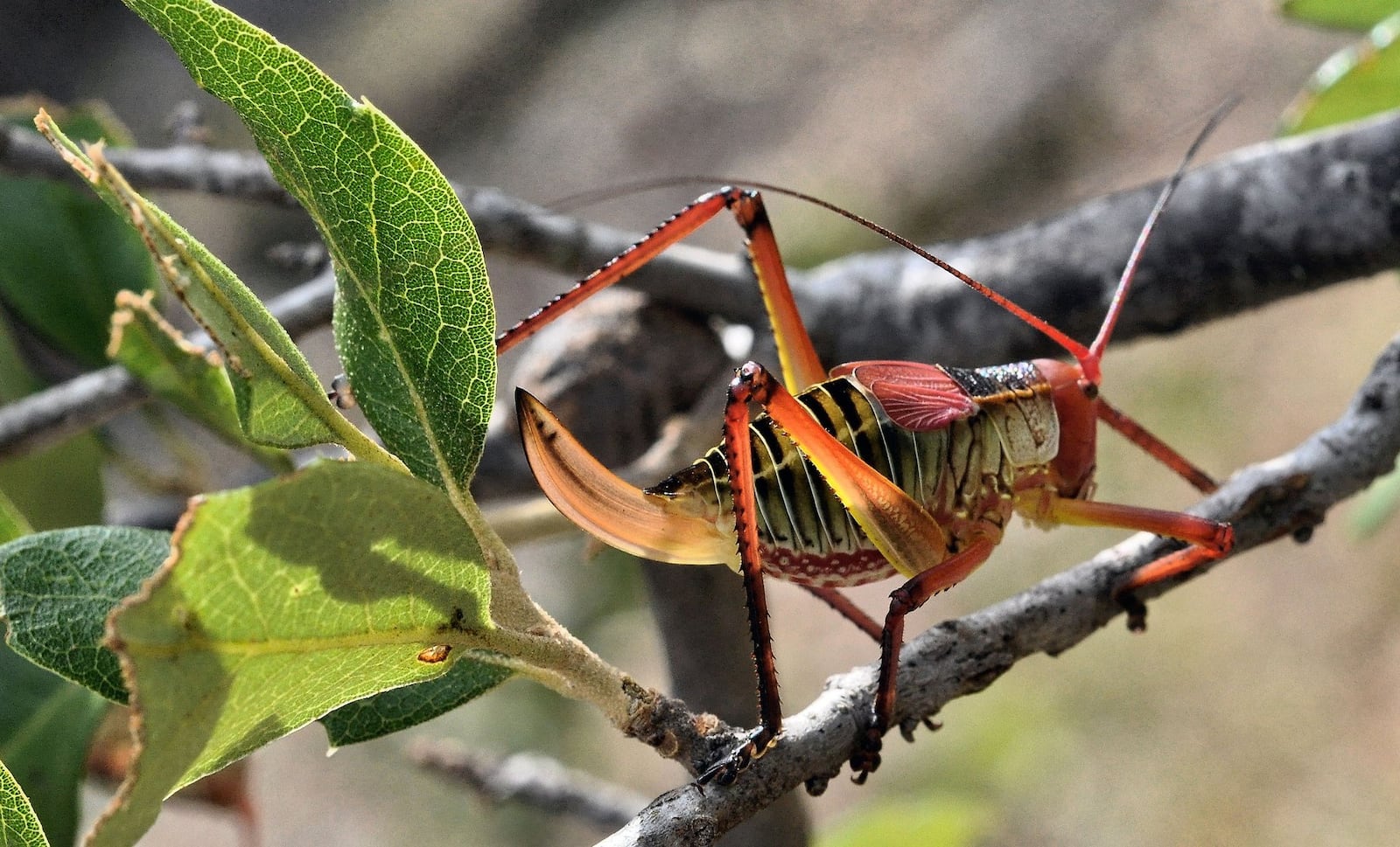 This photo of a katydid was taken by Ronald Billings and provided to the AJC via the Entomological Society of America. Used with permission.