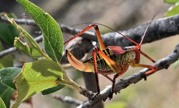 This photo of a katydid was taken by Ronald Billings and provided to the AJC via the Entomological Society of America. Used with permission.