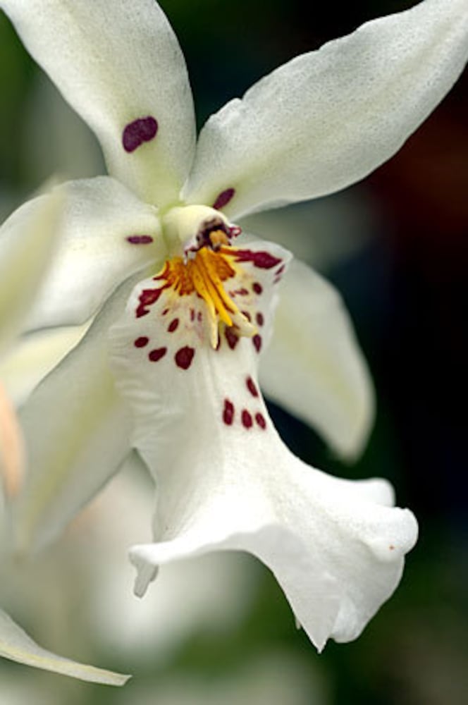 Orchid Daze at the Atlanta Botanical Garden