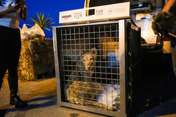 Sara the lion cub sits in a crate before being loaded on a yacht at the Dbayeh sea port, north of Beirut, Lebanon, Thursday, Nov. 14, 2024. (AP Photo/Hassan Ammar)