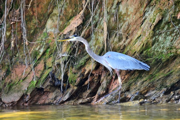 Lon Slack took this photo of a Great Blue Heron at Lake Allatoona. "Shot the photo last year and liked the large majestic bird against the interesting background," he wrote.