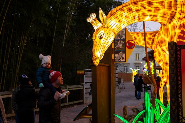 A giraffe reaches out to great visitors at Zoo Atlanta’s IllumiNights. Courtesy of Zoo Atlanta