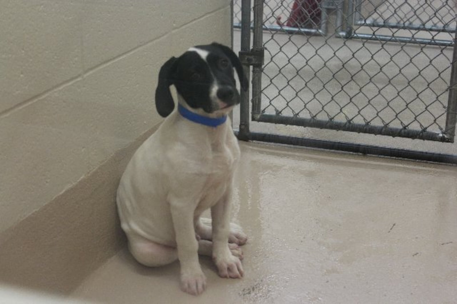 Photos courtesy of Gwinnett County animal shelter.