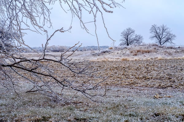 Ice accumulates on Trees, grass, and corn stalks in North Liberty, Iowa on Saturday, Dec. 14, 2024. (Nick Rohlman/The Gazette via AP)