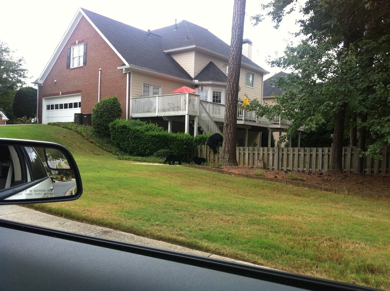 Black bears spotted in Cumming, GA.