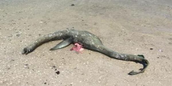 The carcass of an unidentifiable sea creature washed ashore on a Georgia beach. (Photo courtesy Jeff Warren)