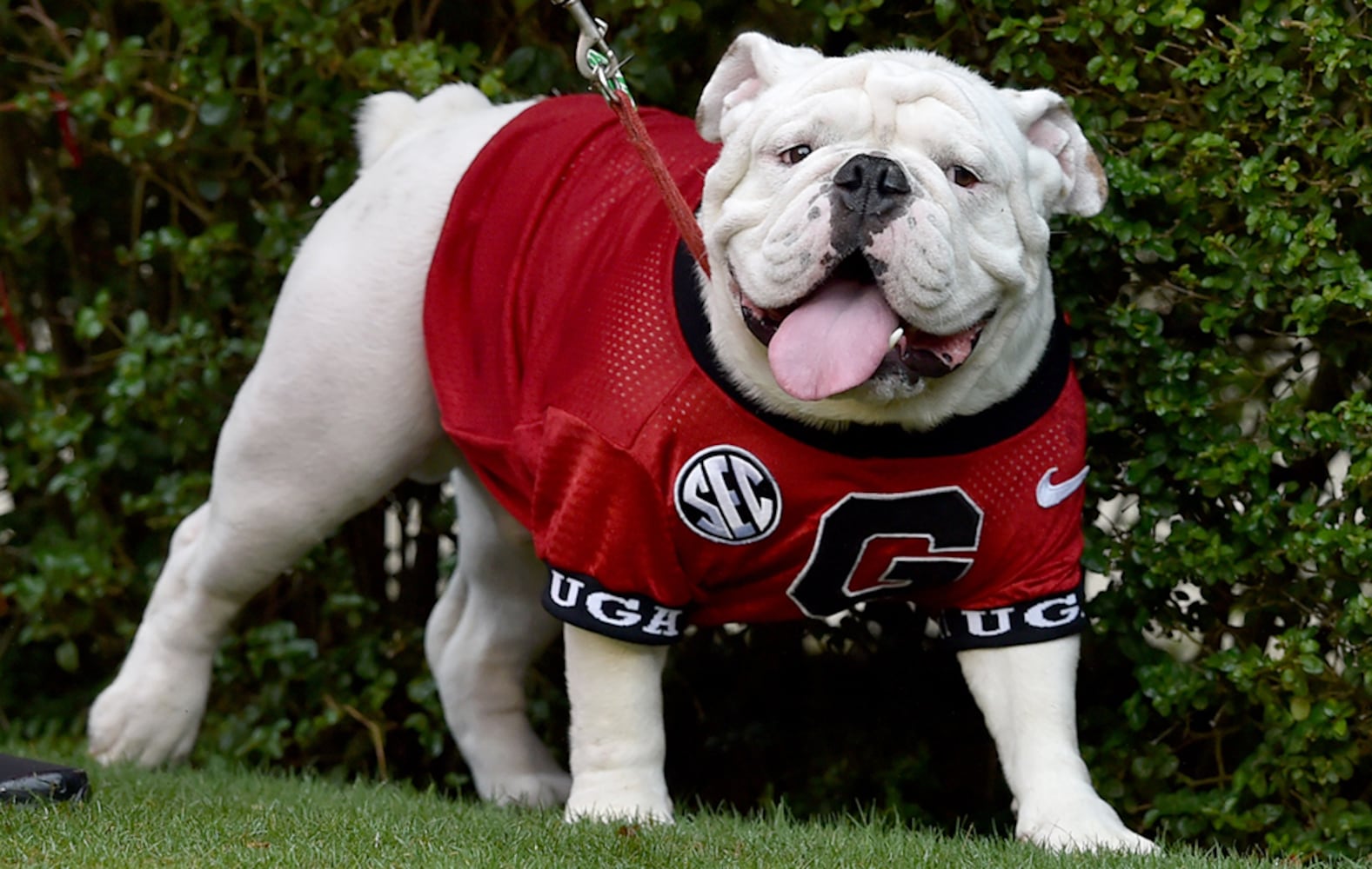 Georgia's Uga mascots