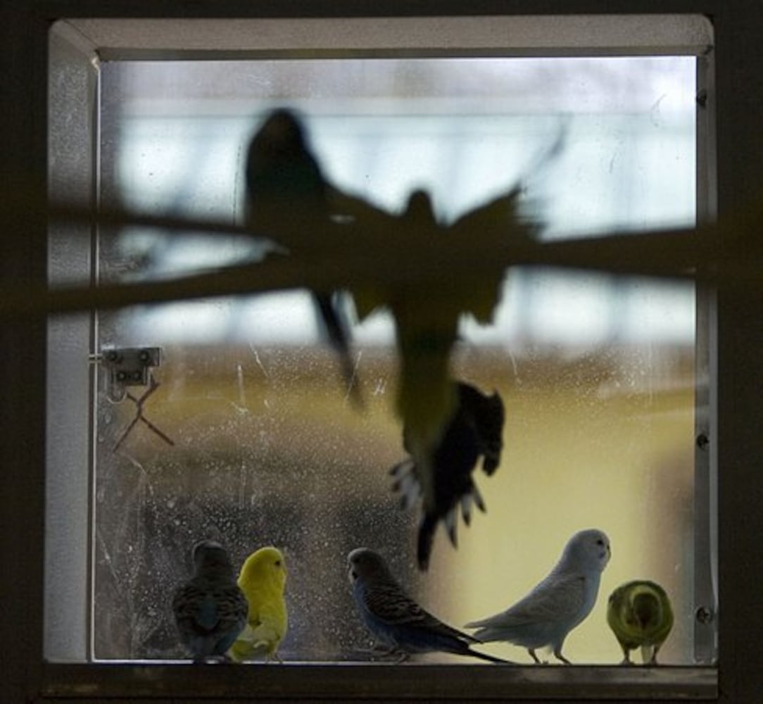 Zoo Atlanta's new aviary