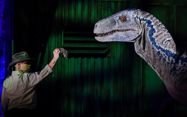 A trainer interacts with the Velociraptor  “Blue”  at “Jurassic World: The Experience” Wednesday, June 7, 2023 at the Pullman Yards in Atlanta (Daniel Varnado/ For the AJC)