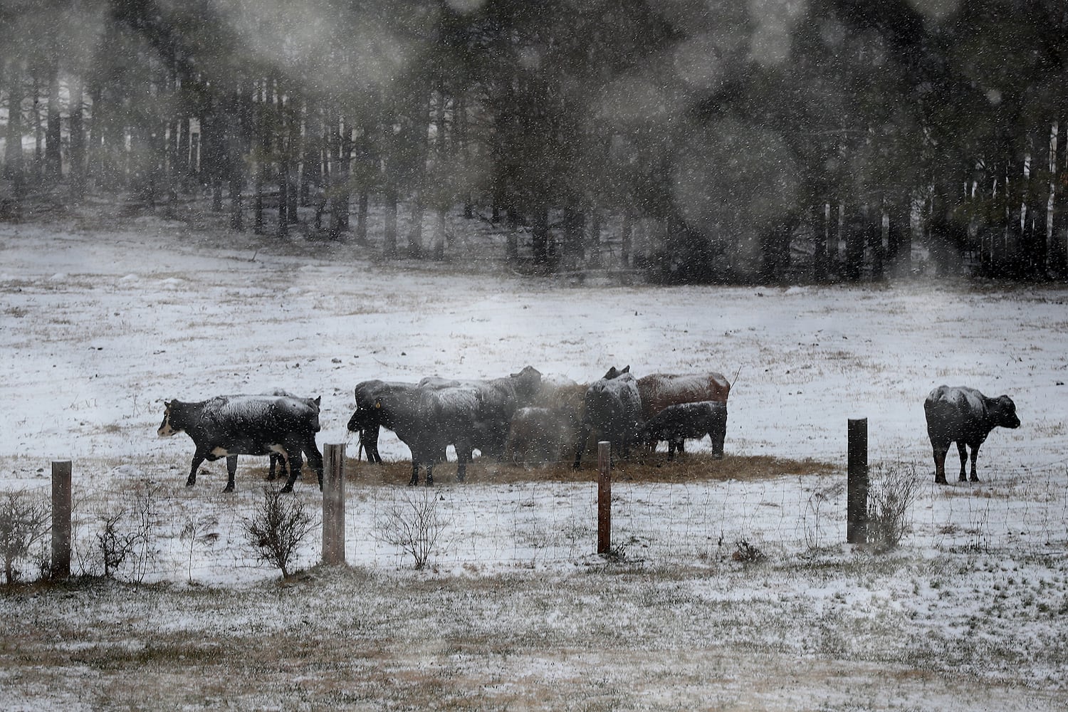 Photos: Frigid cold and snow move in to metro Atlanta