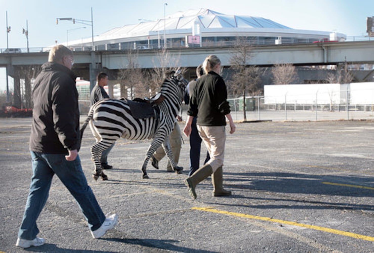 Zebra on the loose in Atlanta