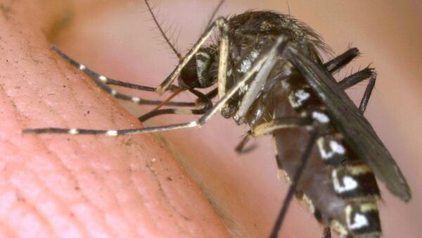 FILE PHOTO: The a female mosquito begins to bite the photographer's hand at Everglades National Park.