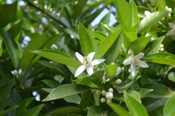 Lee County farmer Justin Jones' navel orange trees showed their first blossoms on the first day of spring. (Photo Courtesy of Lucille Lannigan)