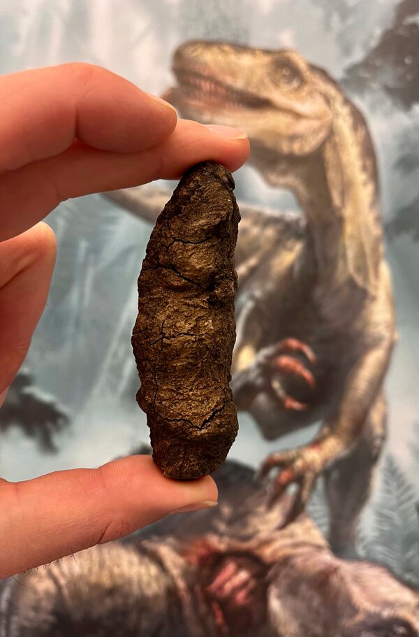 This photo provided by Grzegorz Niedzwiedzki shows fossilized poop from an archosaur, a meat-eating reptile, seen in Uppsala, Sweden, on Nov. 7, 2024. (Grzegorz Niedzwiedzki via AP)