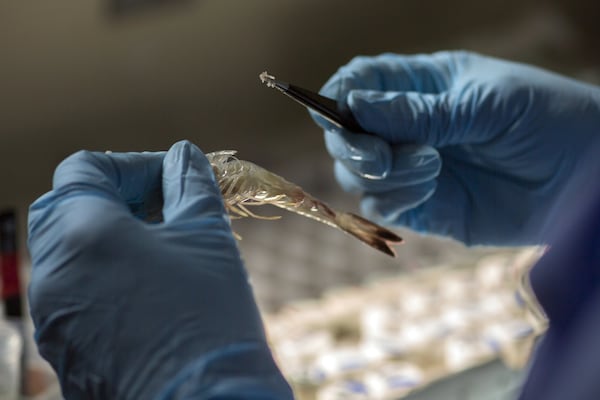 SAVANNAH, GA - OCTOBER 23, 2019: University of Georgia research assistant Tina Walters collects random samples from shrimp recently hauled from Wassaw Sound during a research trip on the R/V Savannah. Walters collects the gills of shrimp to track the condition of black gill in the local shrimp population. (AJC Photo/Stephen B. Morton)