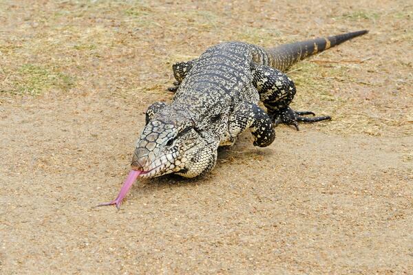 An Argentine black and white tegu is shown. (Martin Schneiter/Dreamstime/TNS)