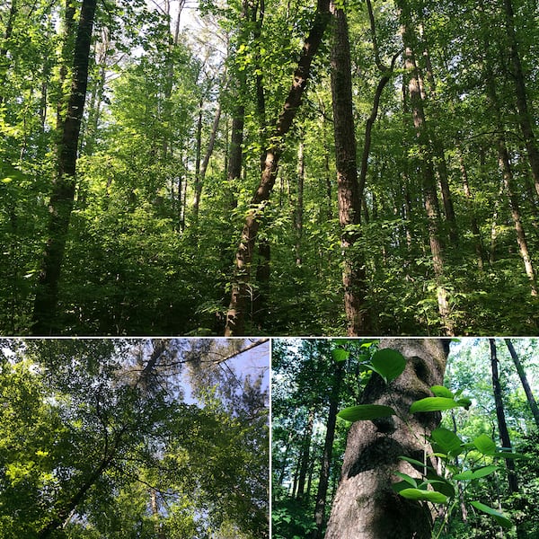 America's Tallest Dogwood at Woodlands Park in Decatur