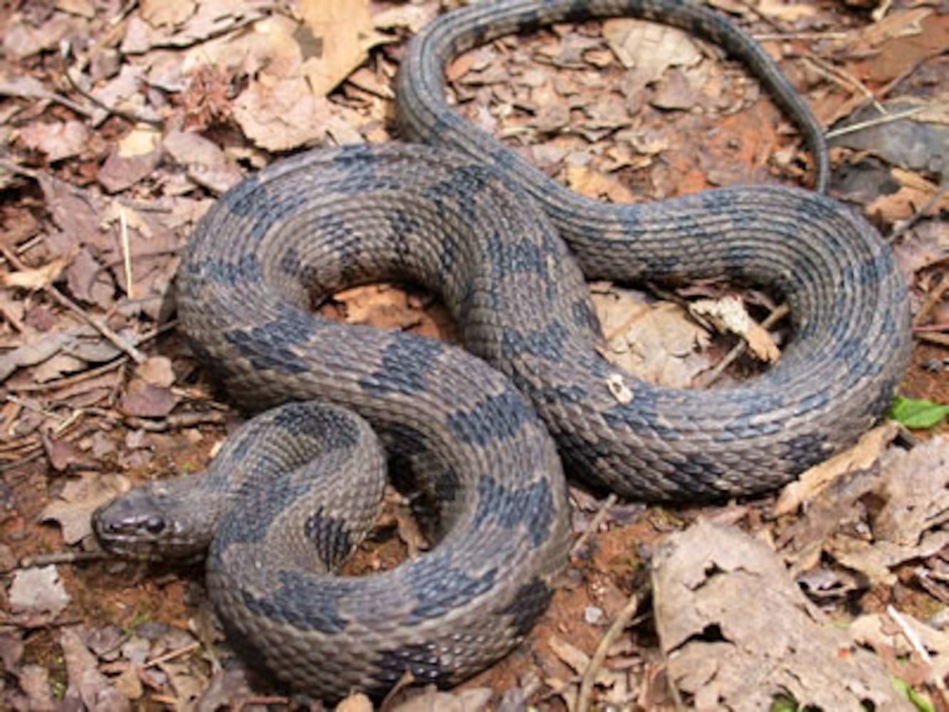 Georgia non-venomous snakes