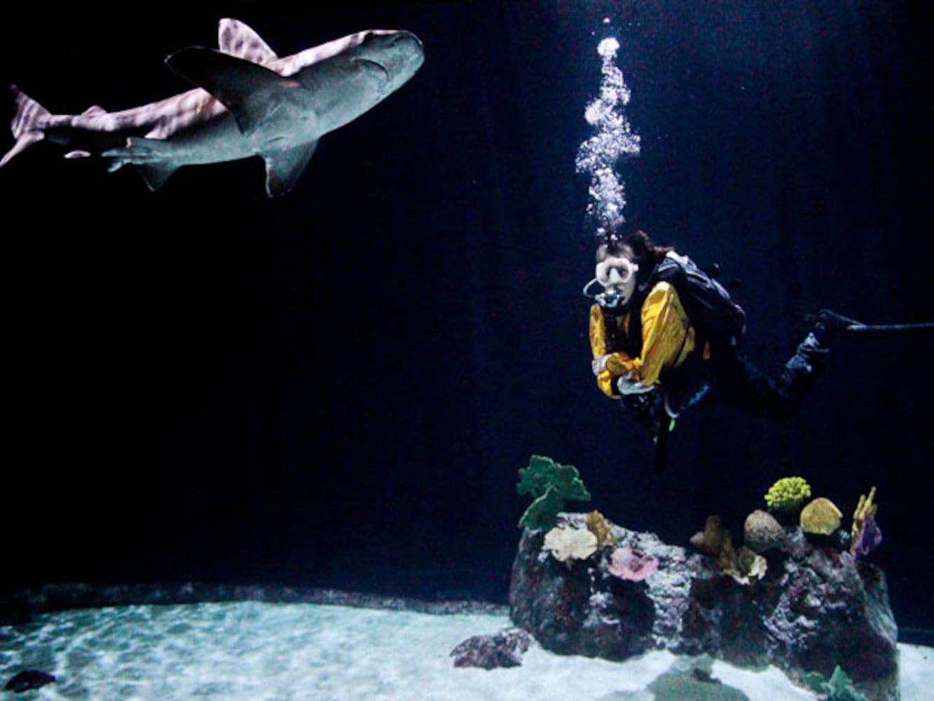 Eye-To-Eye With Sharks At Point Defiance Zoo & Aquarium