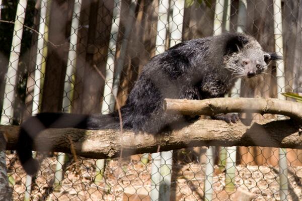 Timber is a 12-year-old binturong new to Zoo Atlanta's Complex Carnivores exhibit. She's nocturnal, and also a carnivore who enjoys an omnivore diet of fruits, leaves, eggs, insects and small mammals.