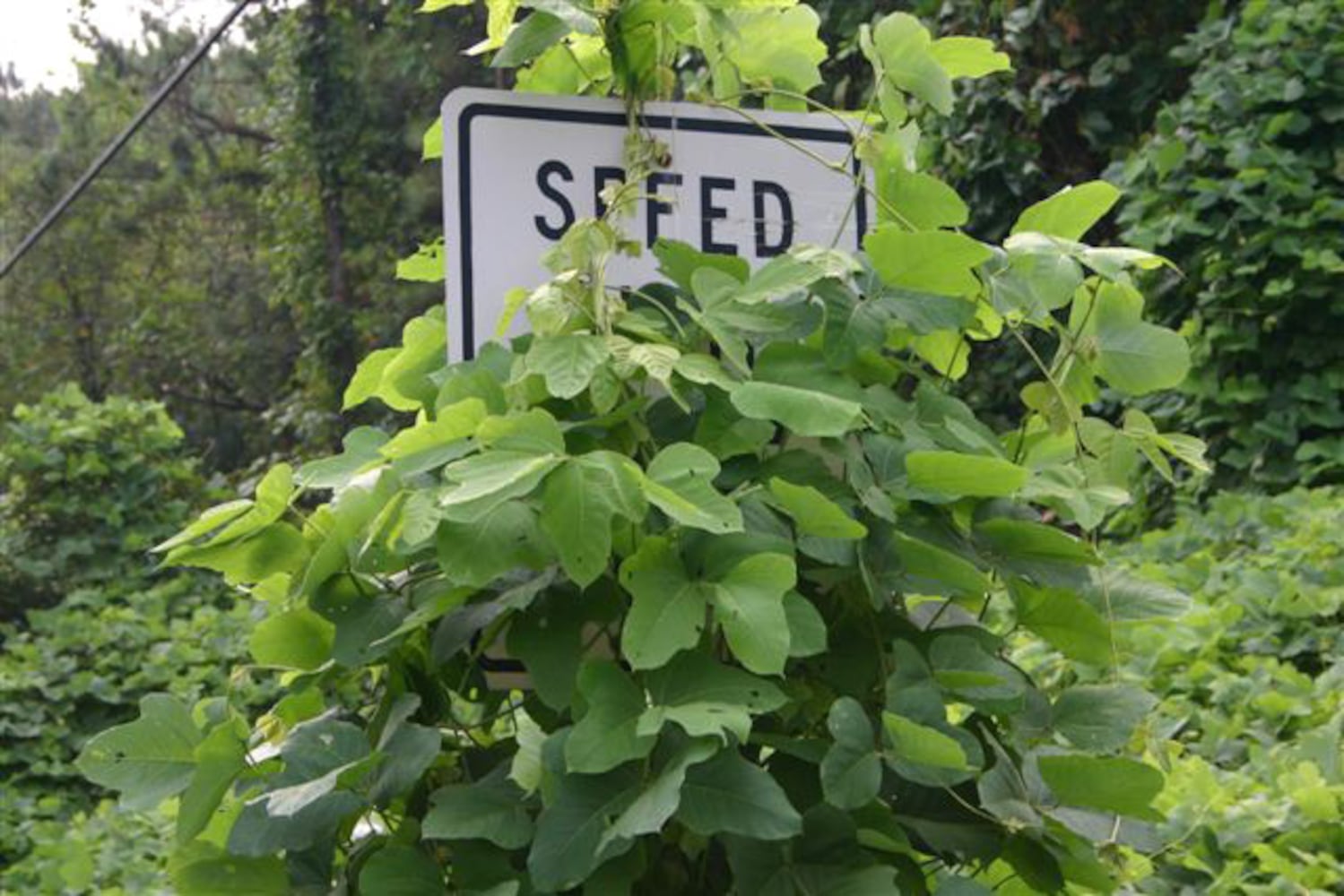 Deja News: For a half-century, kudzu was Georgia's 'miracle vine'