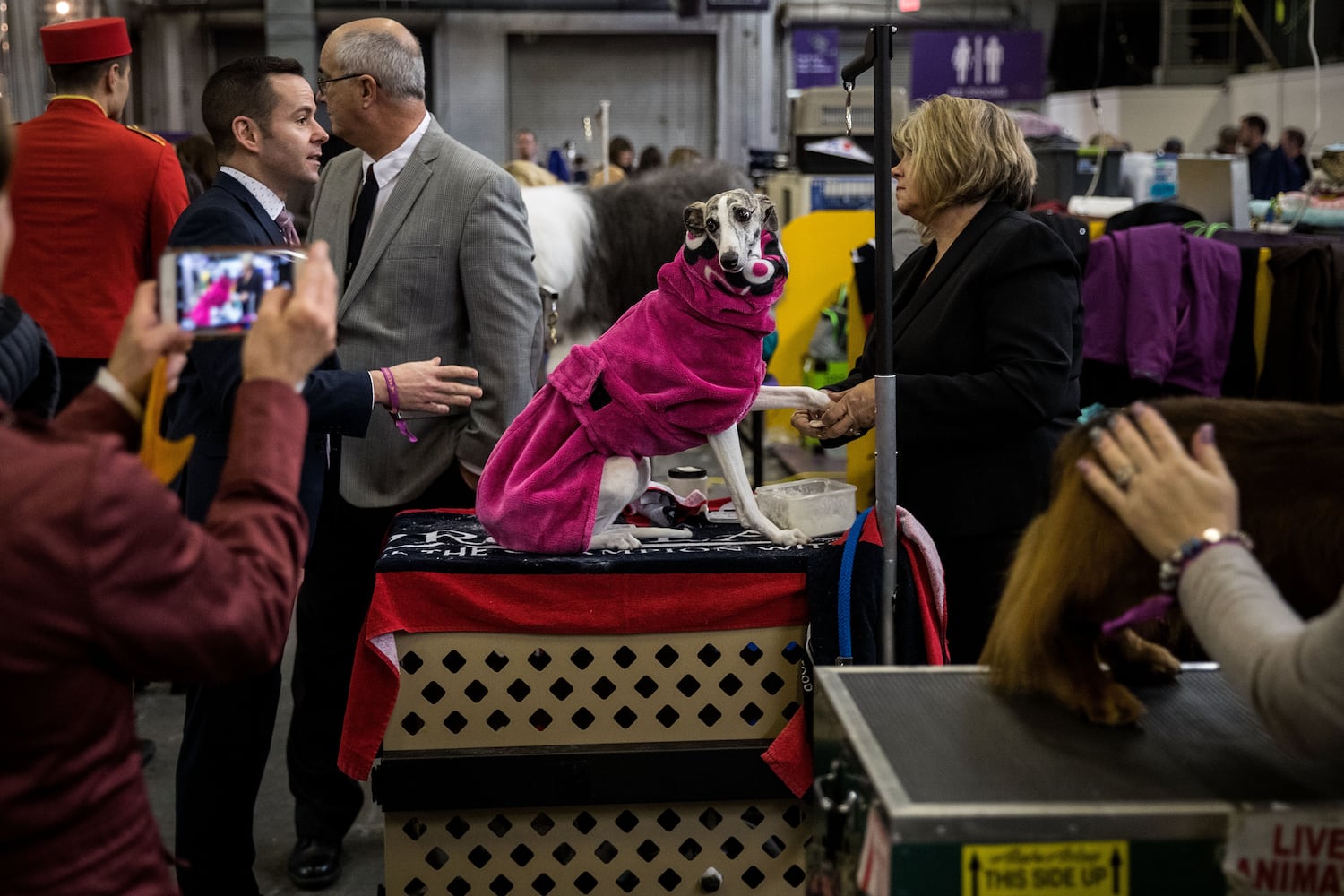 2017 Westminster Dog Show