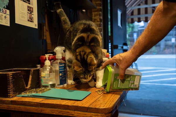 Archer, a 4-year-old neighborhood cat who haunts Poncey-Highland, has become a regular at Manuel's Tavern since showing up at the bar about 18 months ago. Photos by Olivia Bowdoin for the AJC