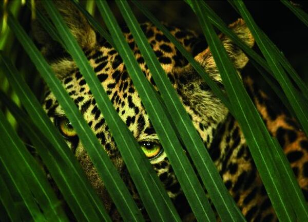 In this Beverly Jourbert photograph, included in the exhibit “Women of Vision: National Geographic Photographers on Assignment,” a leopard’s spotted coat provides camouflage in the dense forest. The touring exhibit will be on view at Fernbank Museum of Natural History starting Sept. 26.