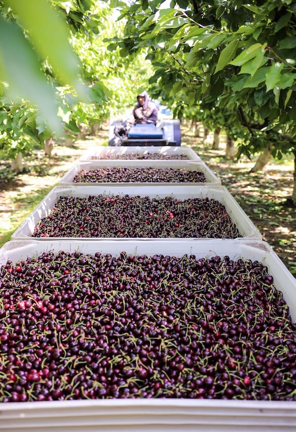 Dark, sweet cherries from the Northwest U.S.