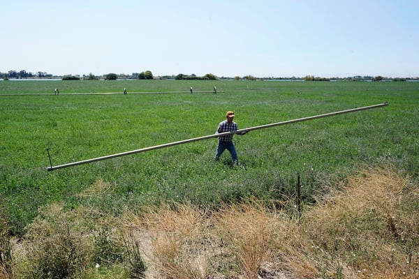 FILE - Walter Fernandez moves irrigation pipes on an alfalfa field belonging to Al Medvitz in Rio Vista, Calif., July 25, 2022. (AP Photo/Rich Pedroncelli, File)