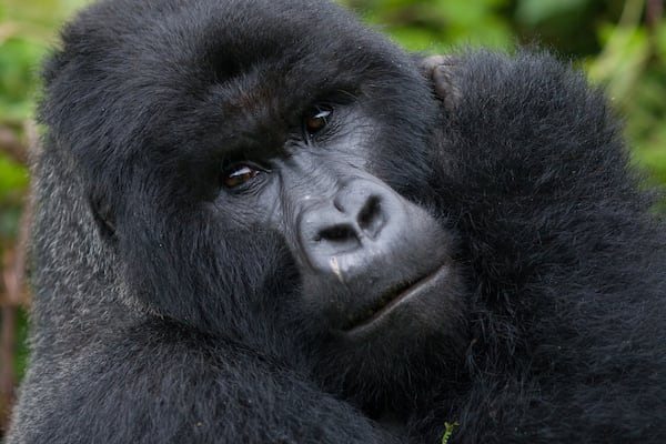 Dian Fossey’s 18 years in Rwanda living with the mountain gorillas brought their diminishing numbers to public attention and taught the world much about these majestic apes.