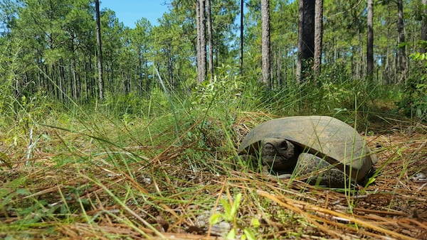 The gopher tortoise and Hairy Rattleweed protected in recent land conservation efforts