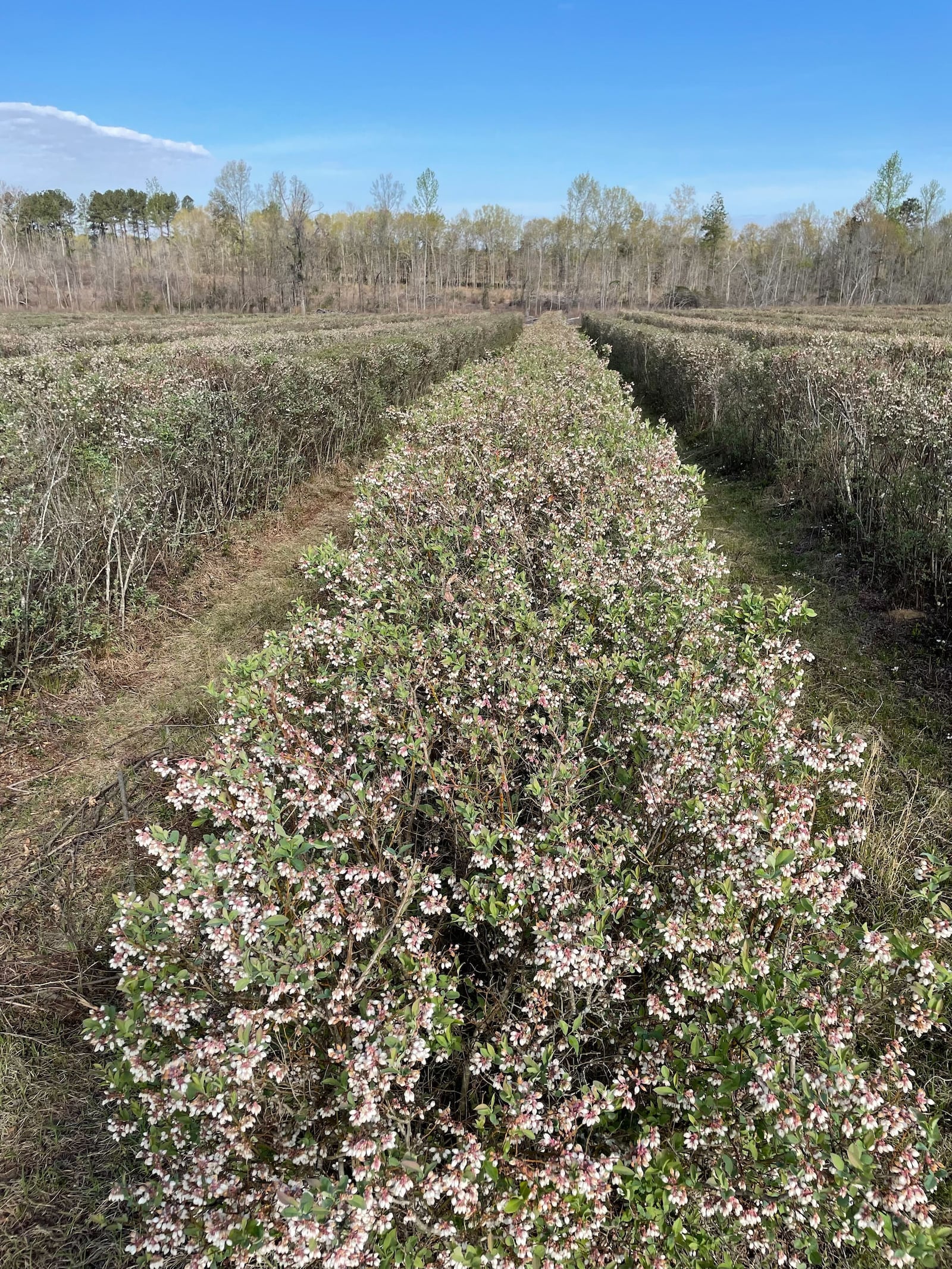 Blueberry bushes in bloom in March 2023 on Dick Byne's blueberry farm near Waynesboro, Georgia.