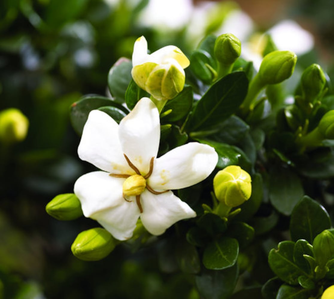 Gardenias add grace to Southern gardens