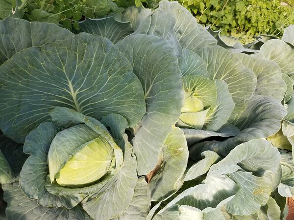 Mark Capps grows bronco, a variety of green cabbage with a firm head and relatively small size. Courtesy of Straight From the Backyard Farm