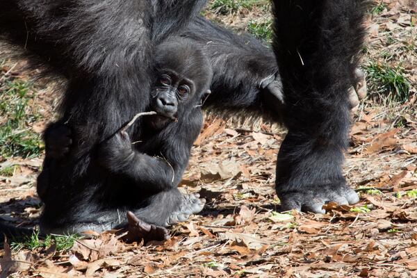 Zoo Atlanta has the largest population of western lowland gorillas in the U.S., including Mijadala, granddaughter of the legendary Willie B.