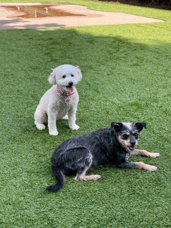 Bella and her BFF Stella have some private time at Newtown Dream Dog Park. 
(Courtesy of Mallory Fallon.)