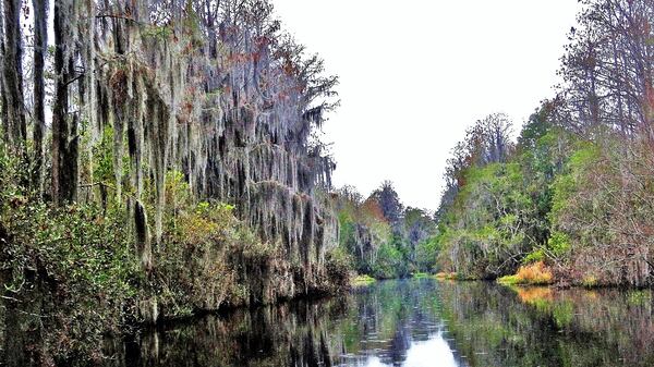 The U.S. Fish and Wildlife Service recently notified the Georgia Environmental Protection Division that it opposes issuing a water permit for a mining operation that would extract titanium dioxide within 4 miles of the Okefenokee National Wildlife Refuge. The federal agency said that drawing as much as 1.4 million gallons of water a day from area groundwater supplies for the mine could harm the refuge and is therefore unlawful. (Charles Seabrook for The Atlanta Journal-Constitution)