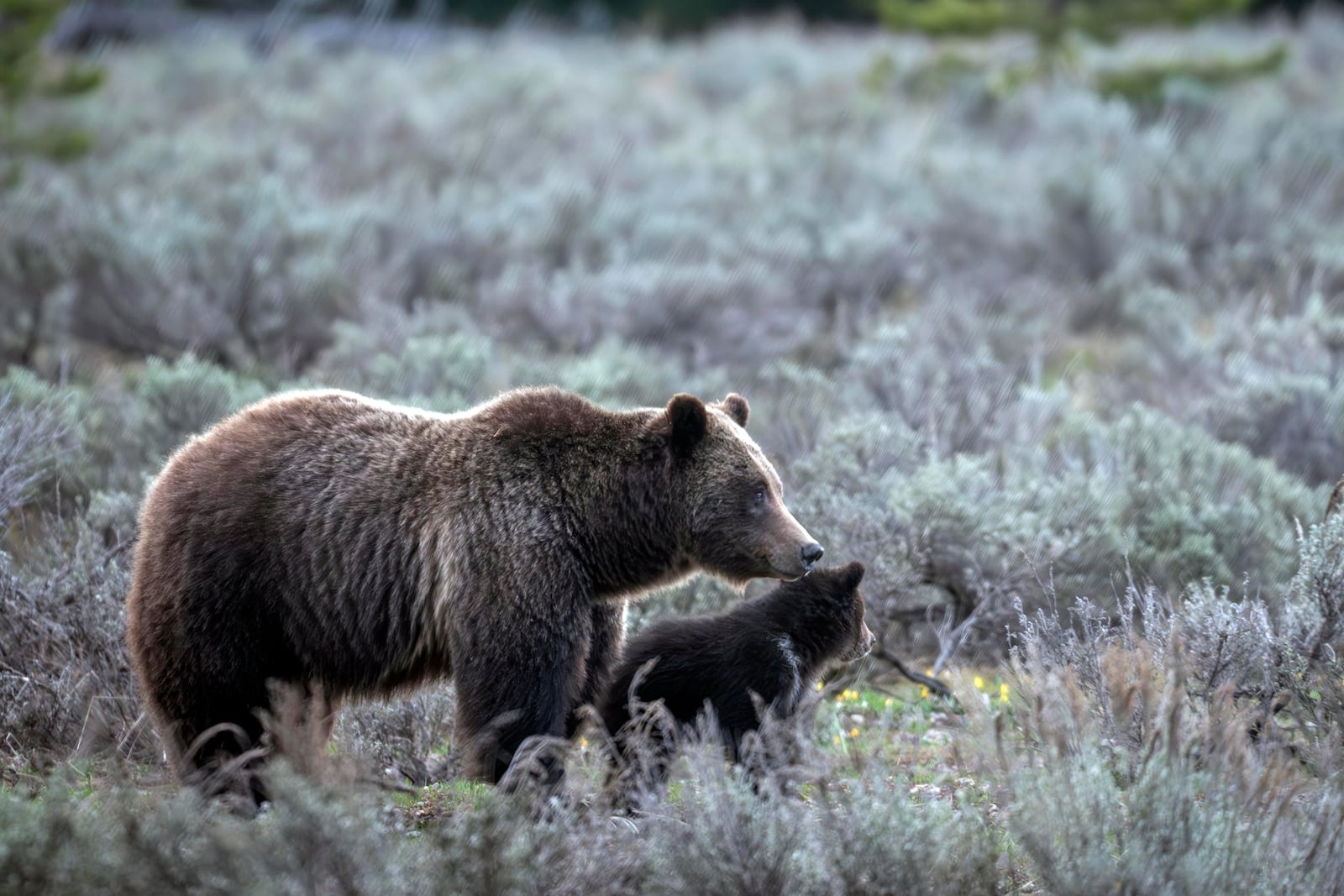 In this undated photo provided by Grand Teton National Park a grizzly bear known as No. 399 walks along side a cub. (C. Adams/Grand Teton National Park via AP)