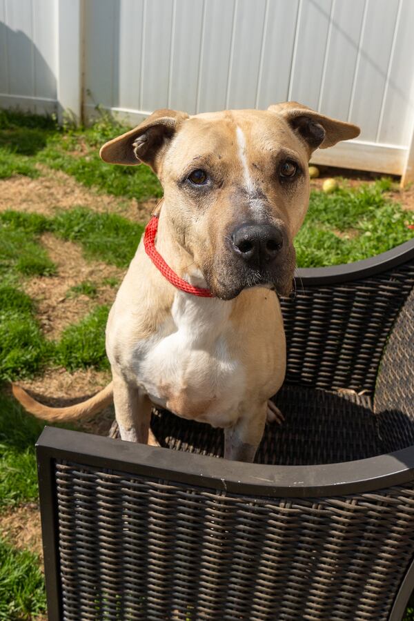 Lamona is our pet of the week from the folks at Lifeline.