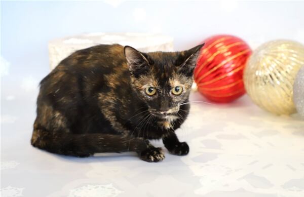 Cookie is available for adoption at the Gwinnett County Animal Shelter.