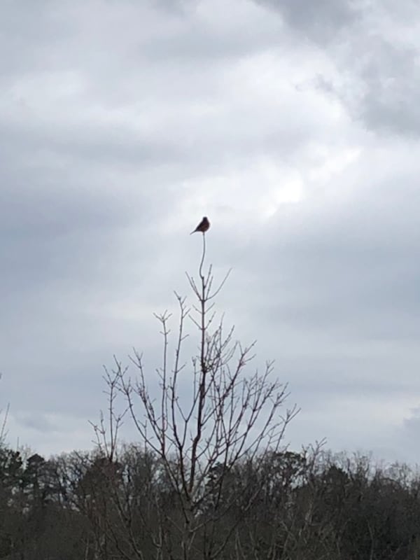 "While on a walk near Bobby Jones Golf Course. I took a picture of this well-balanced and beautiful Bluebird who looks like he is waiting and wondering when Spring-time and the leaves will arrive," wrote Julia Suters of Atlanta.